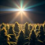 Rolling Up by Girard