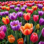 Tulip Tango by Girard